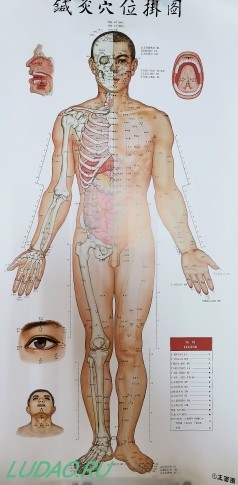 Плакат точек и меридианов в разрезе с внутр. органами